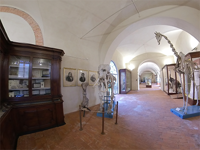 Calci Museo Storia Naturale