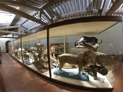 Museo Storia Naturale Calci