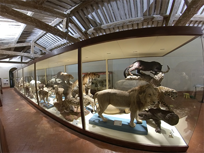 Calci Museo Storia Naturale