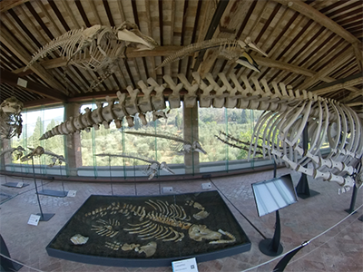 Calci Museo Storia Naturale