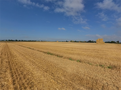 Cascina Campi grano