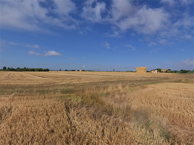 Cascina Campi grano