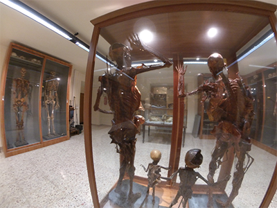 Pisa Museo di Anatomia Umana