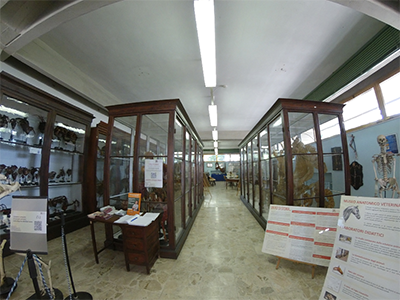 Pisa Museo Anatomico Veterinario