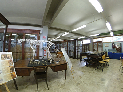Pisa Museo Anatomico Veterinario
