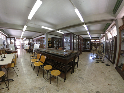 Pisa Museo Anatomico Veterinario