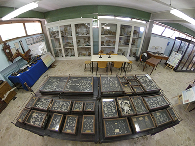 Pisa Museo Anatomico Veterinario