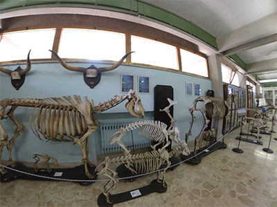Museo Anatomico Veterinario
