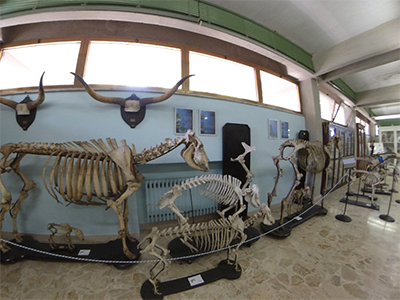 Pisa Museo Anatomico Veterinario