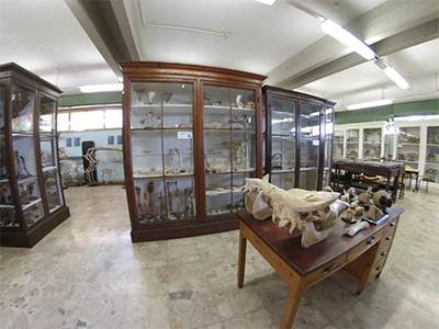 Pisa Museo Anatomico Veterinario