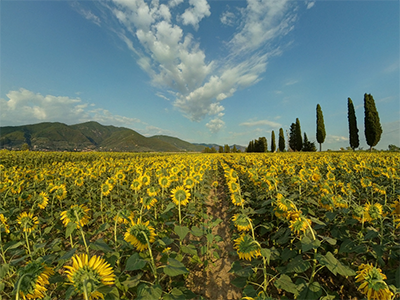 San Giuliano Terme Asciano campi girasole