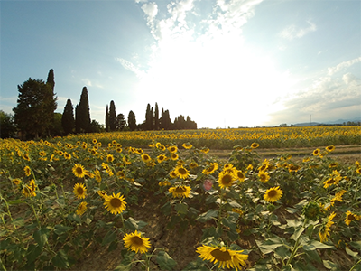 San Giuliano Terme Asciano campi girasole